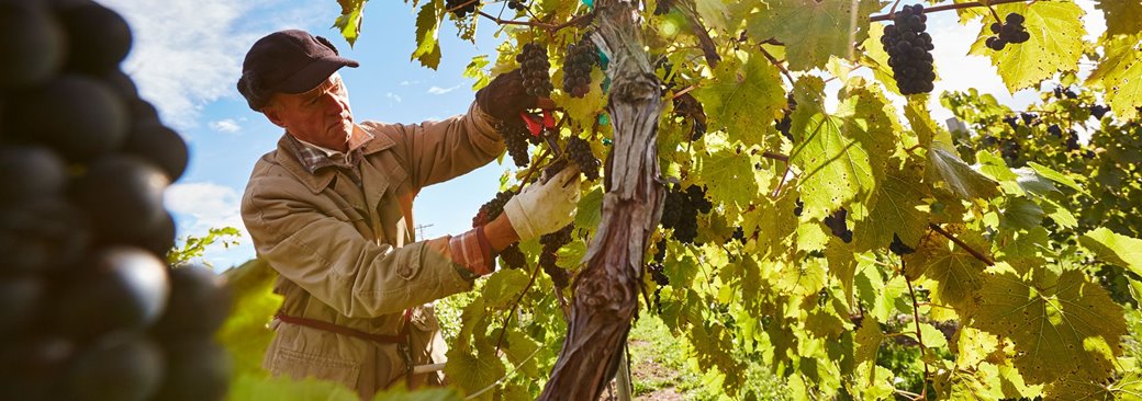 Our Door County: The Wine Trail