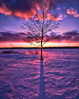 A purple sunset behind a single tree in the snow.