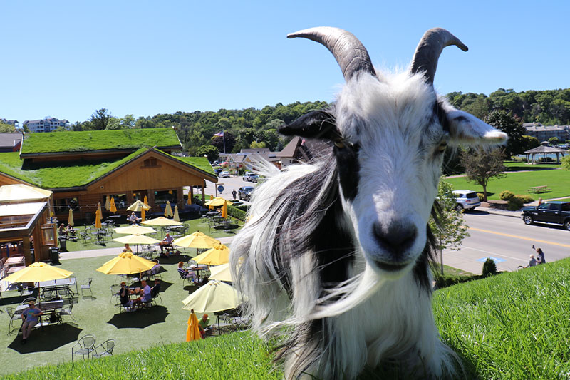 Al Johnson's Restaurant