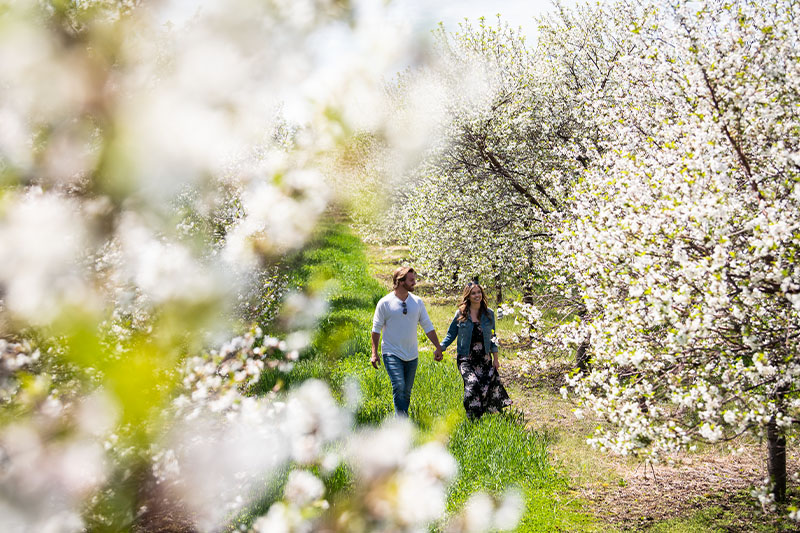 Egg Harbor blossom walk