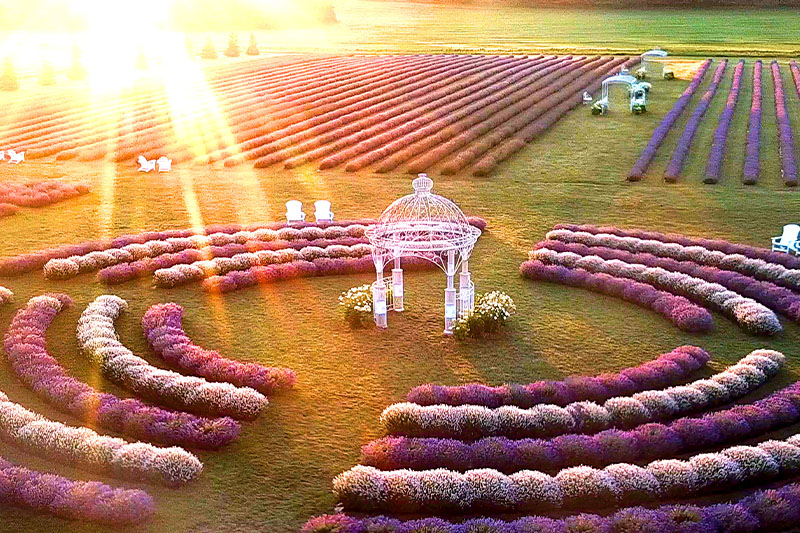 Fragrant Isle Lavender Farm
