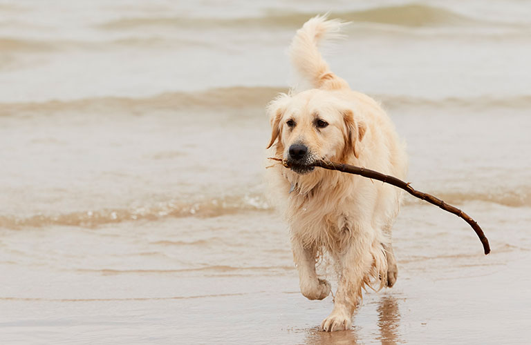 A dog running through the water with a stick in its mouth.