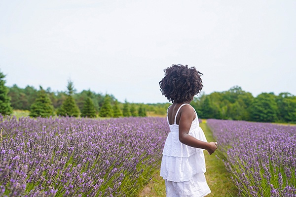 Island Lavender at the Historic Island Dairy