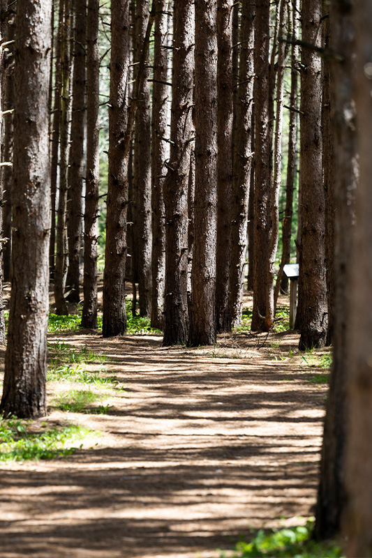Whitefish Dunes State Park
