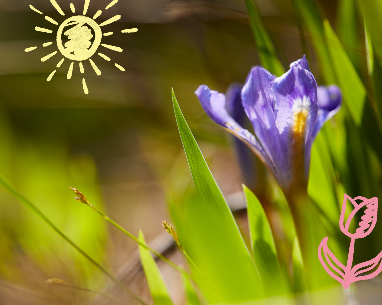 3 Tips for Enjoying Wildflowers