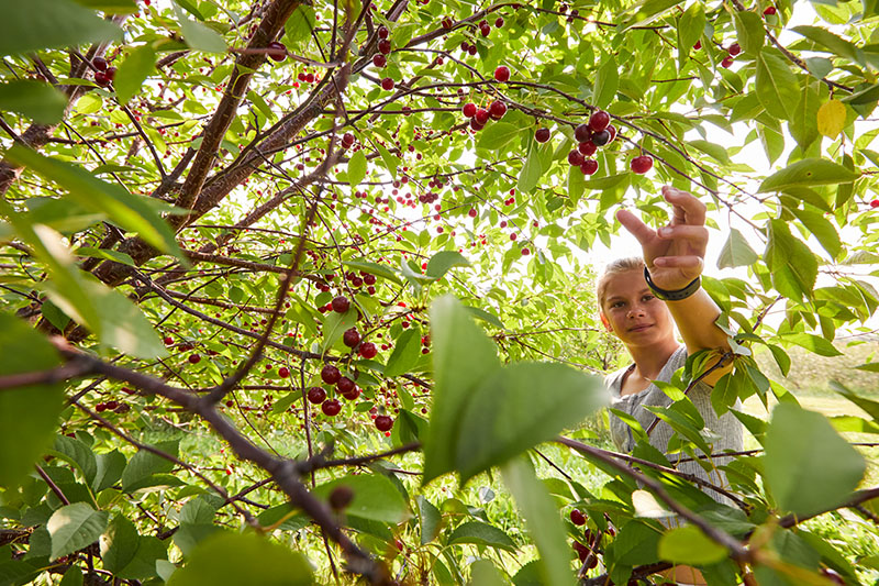 Cherry picking