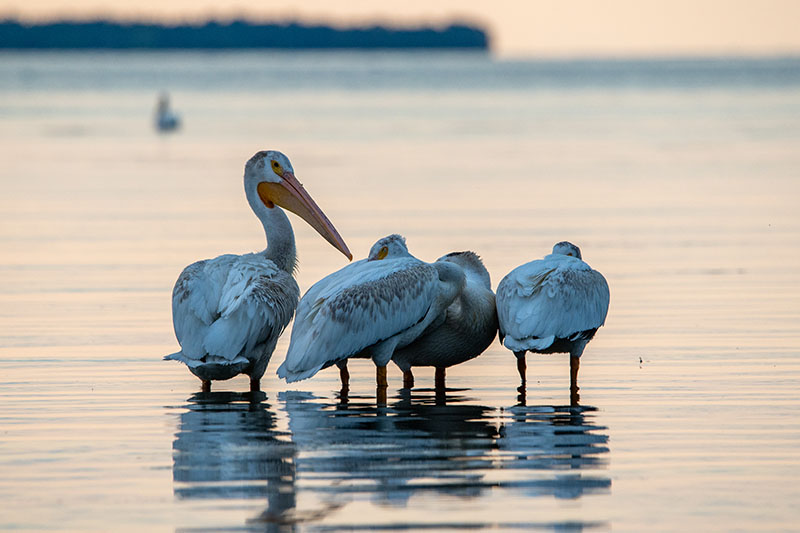 Pelicans
